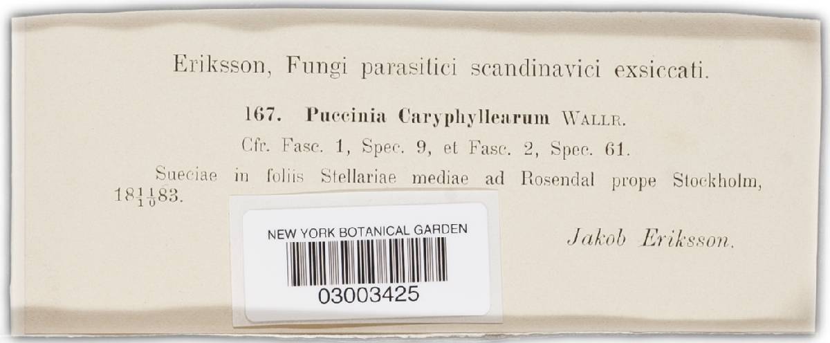 Puccinia arenariae image