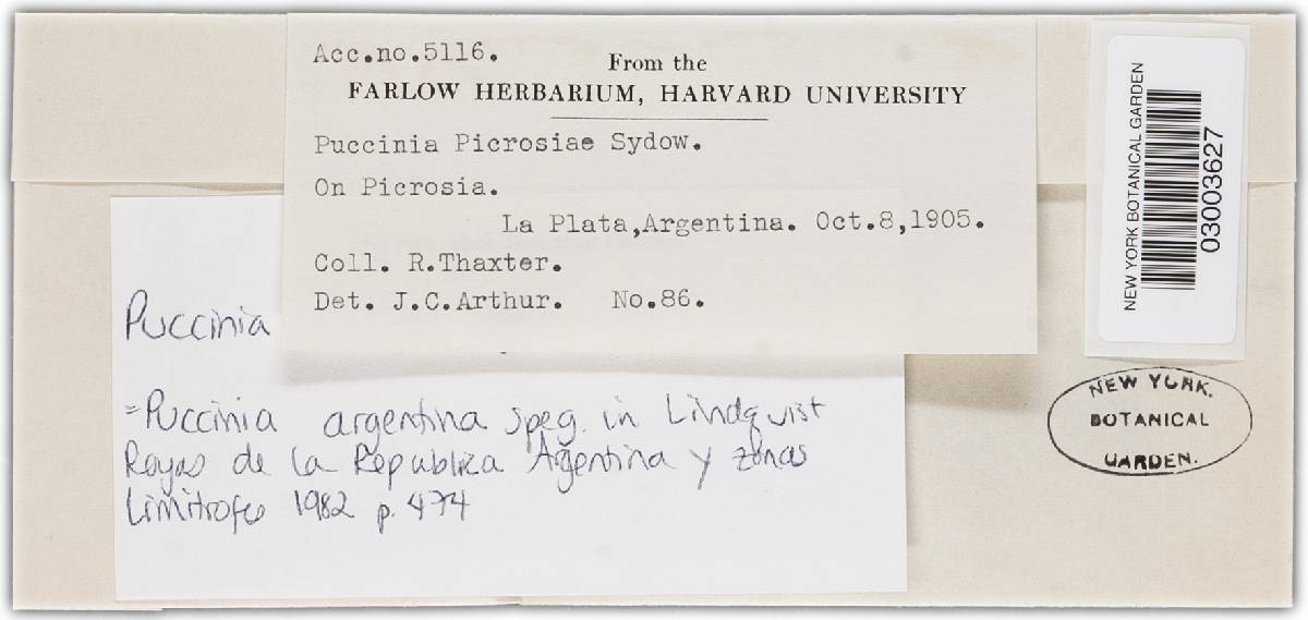 Puccinia argentina image