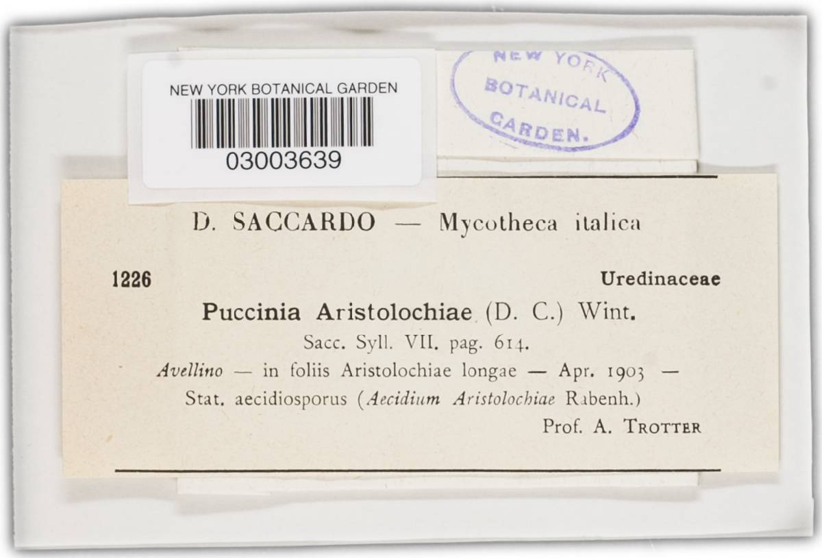 Puccinia aristolochiae image