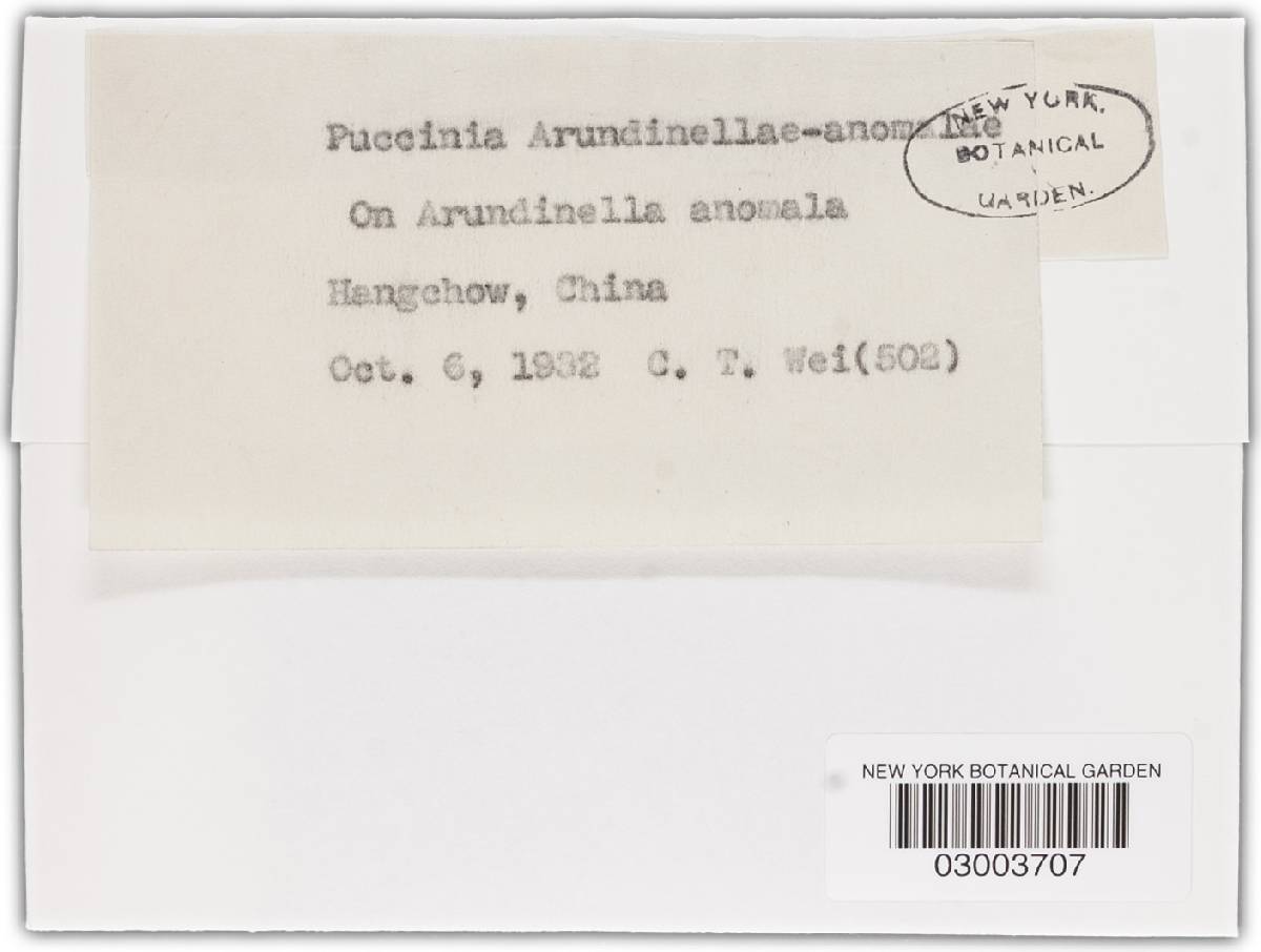 Puccinia arundinellae-anomalae image