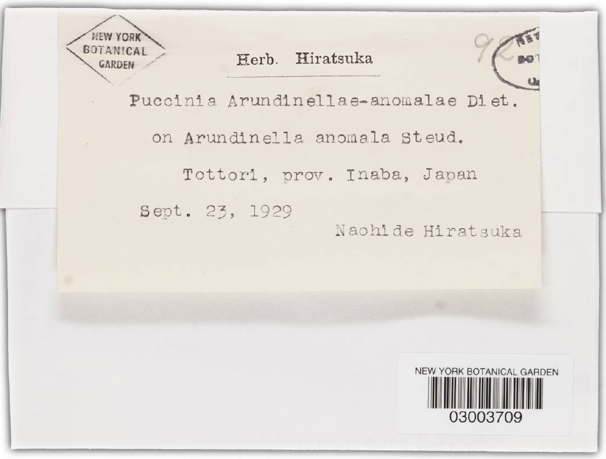 Puccinia arundinellae-anomalae image