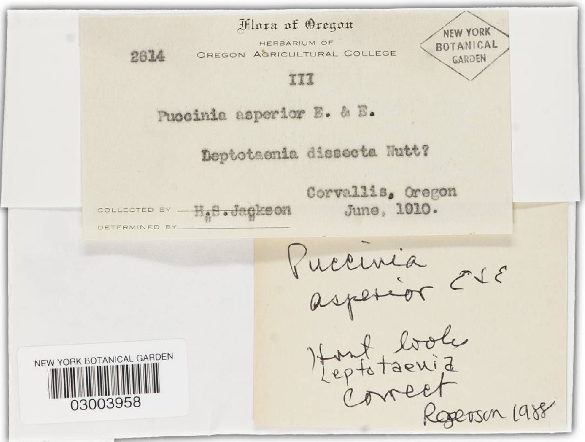 Puccinia asperior image