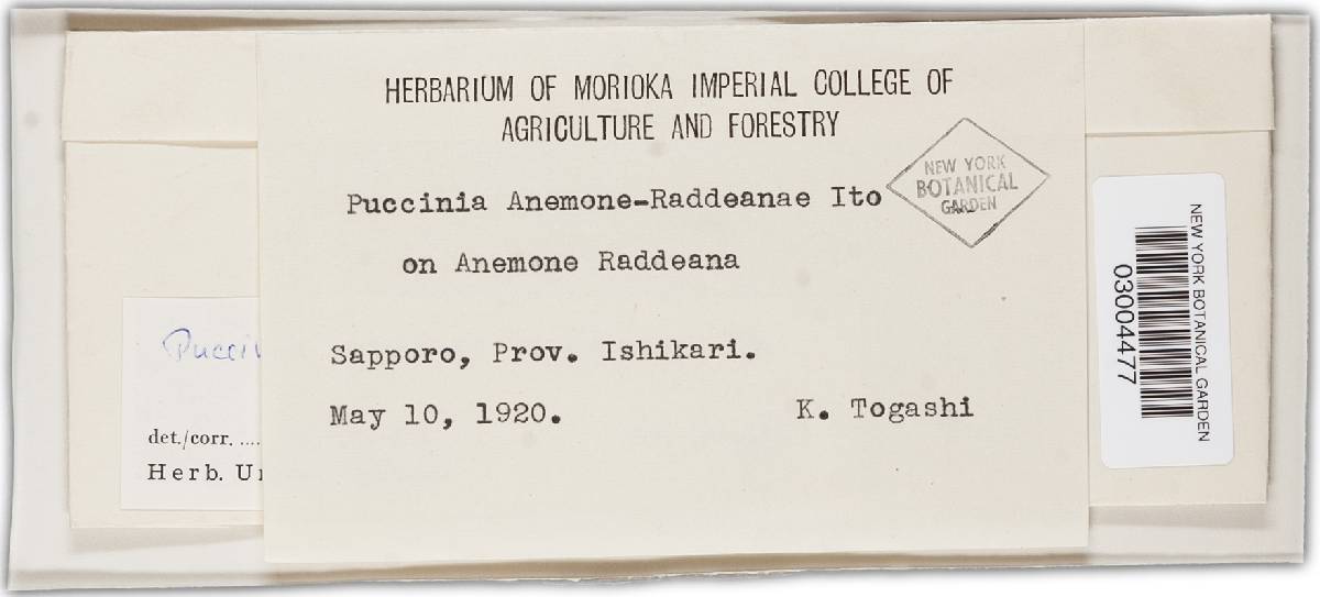 Puccinia anemones-raddeanae image