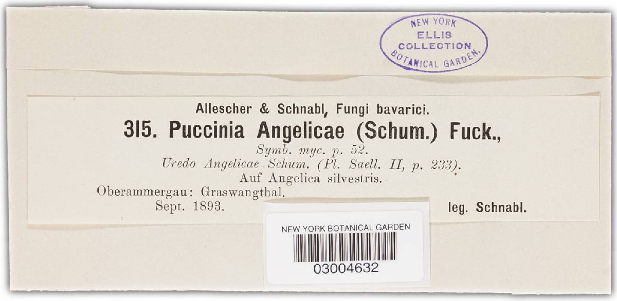 Puccinia angelicae image