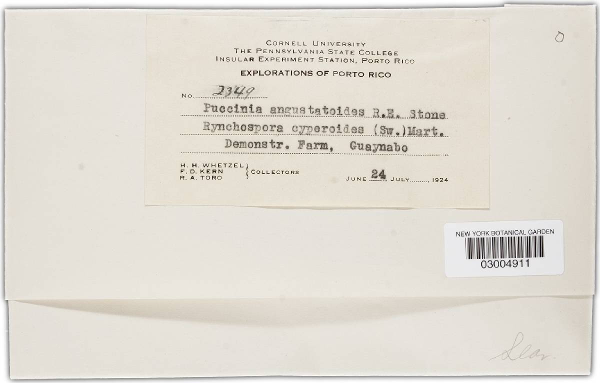 Puccinia angustatoides image