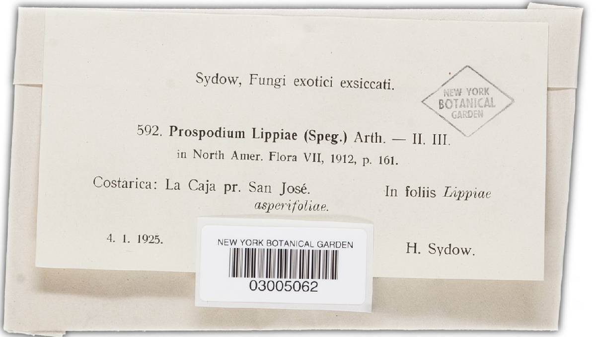 Prospodium lippiae image