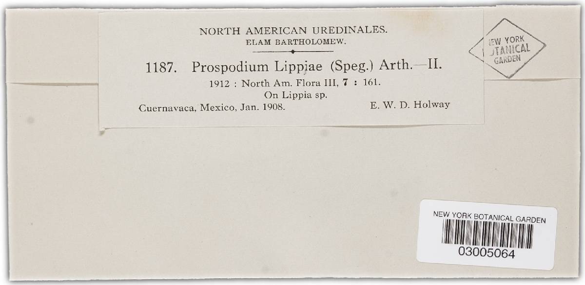 Prospodium lippiae image