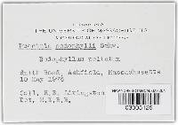 Puccinia podophylli image
