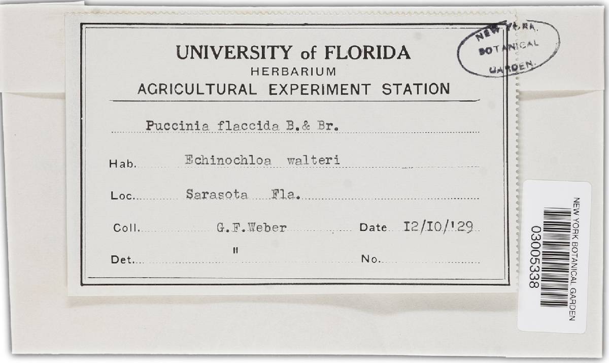 Puccinia abnormis image