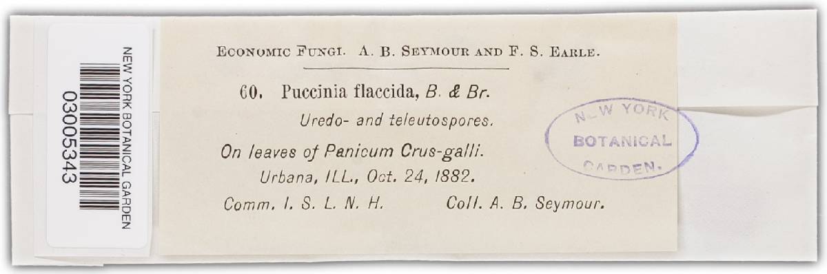 Puccinia abnormis image