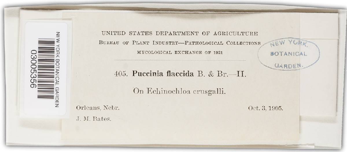 Puccinia abnormis image