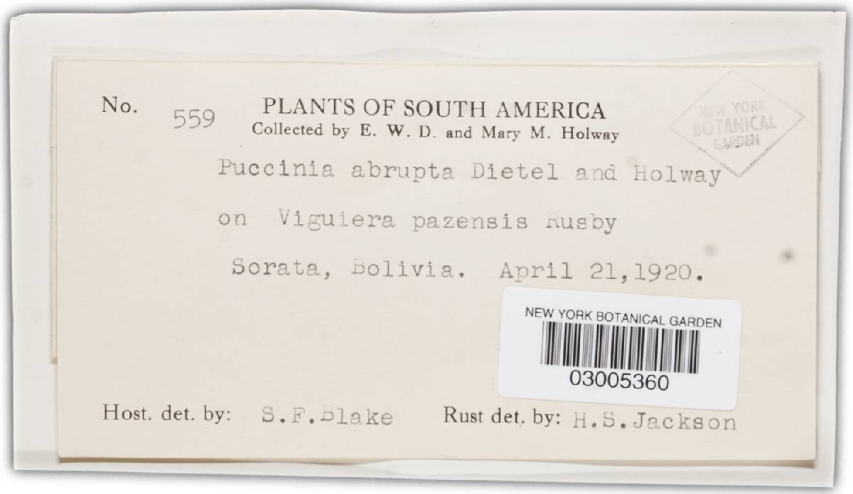 Puccinia abrupta image