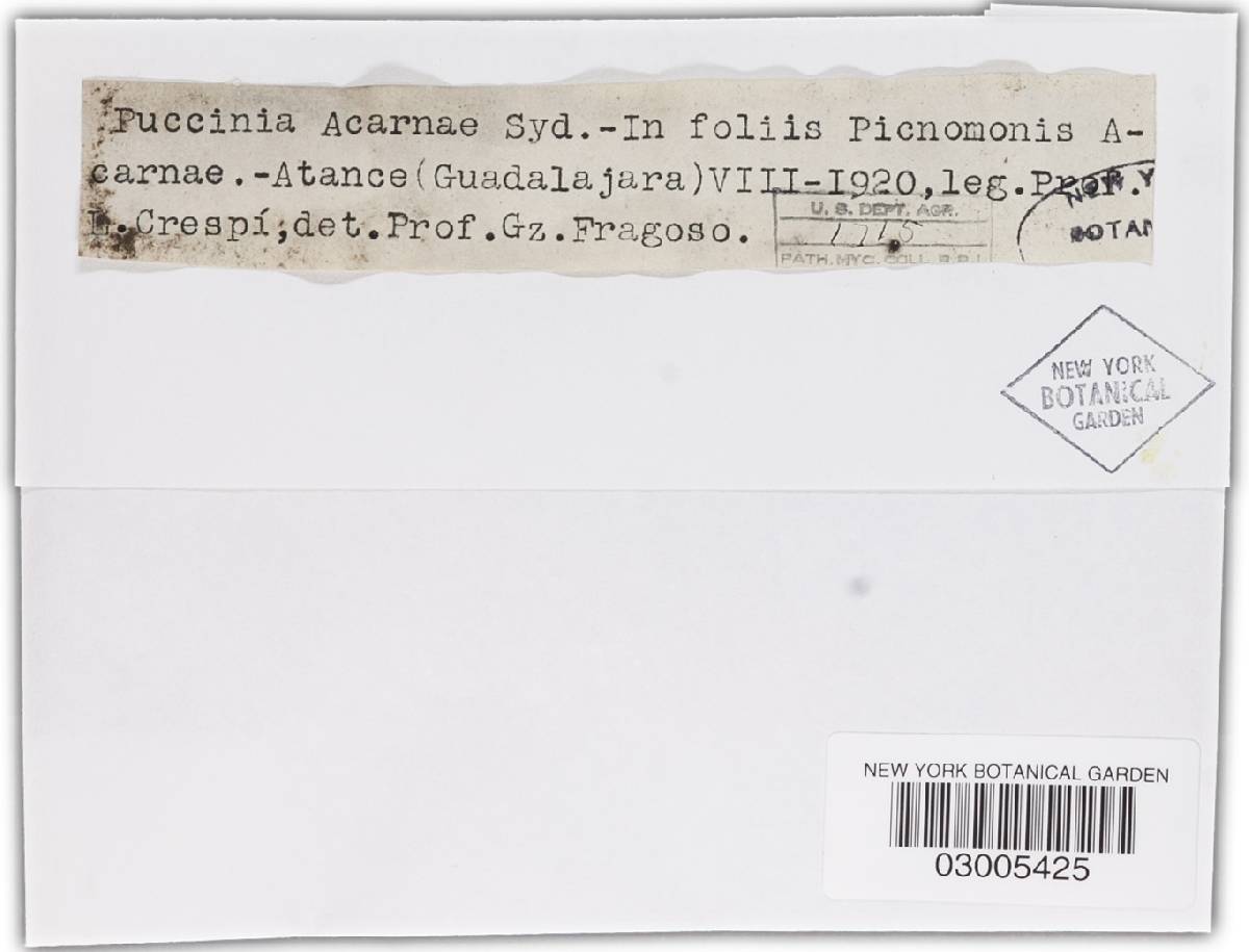 Puccinia acarnae image