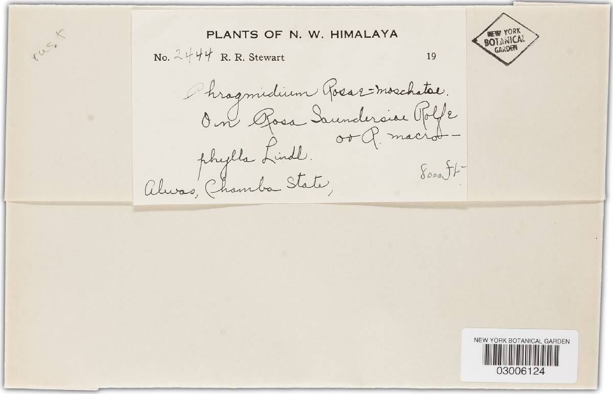 Phragmidium rosae-moschatae image