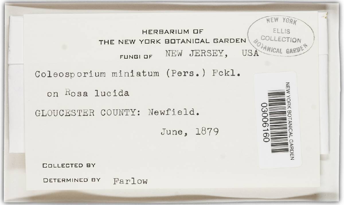 Phragmidium rosae-pimpinellifoliae image