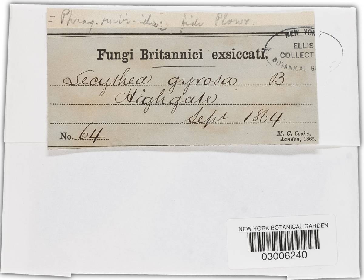 Phragmidium rubi-idaei image