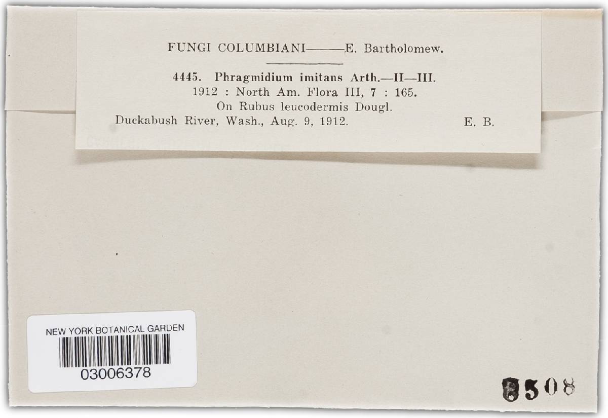Phragmidium rubi-idaei image