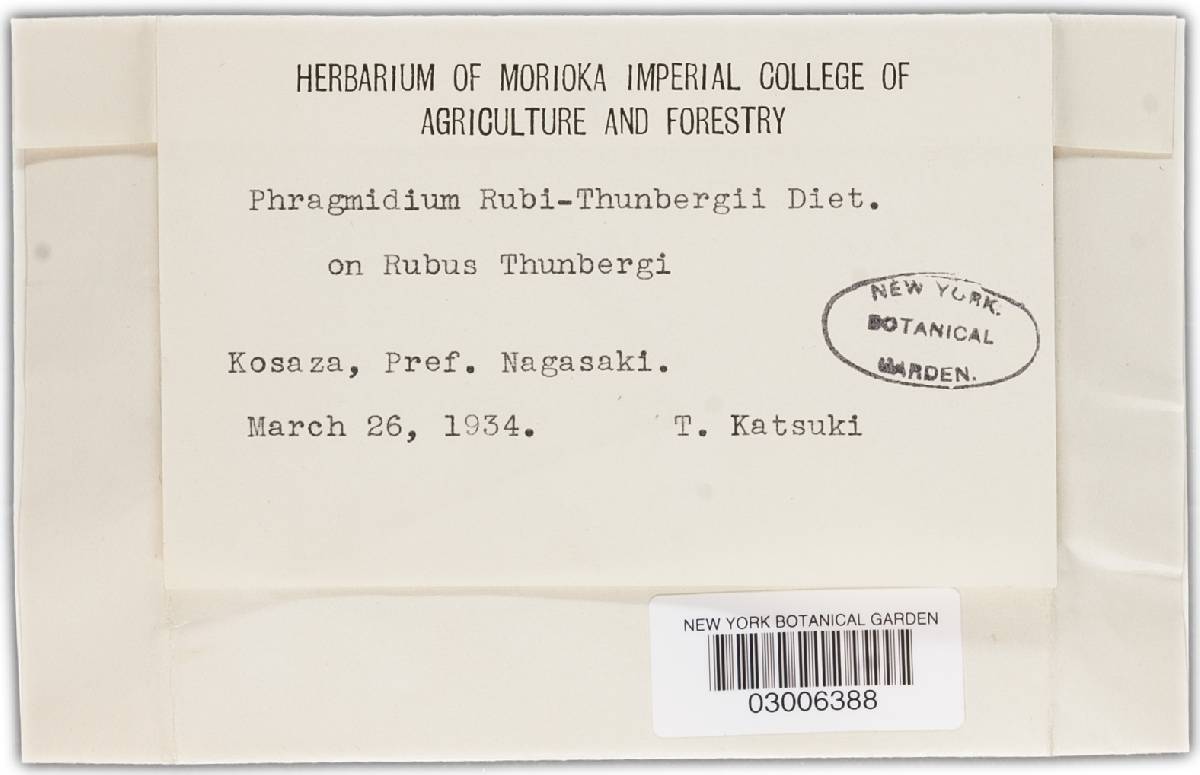 Phragmidium rubi-thunbergii image
