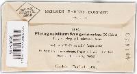 Phragmidium sanguisorbae image