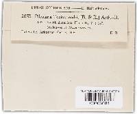 Pileolaria brevipes image