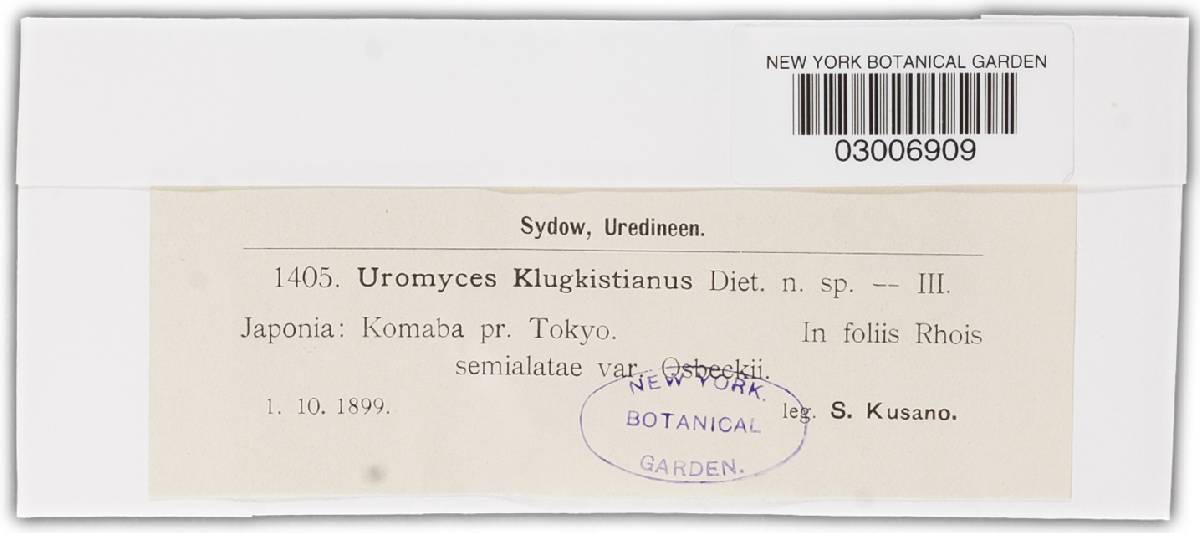 Pileolaria klugkistiana image