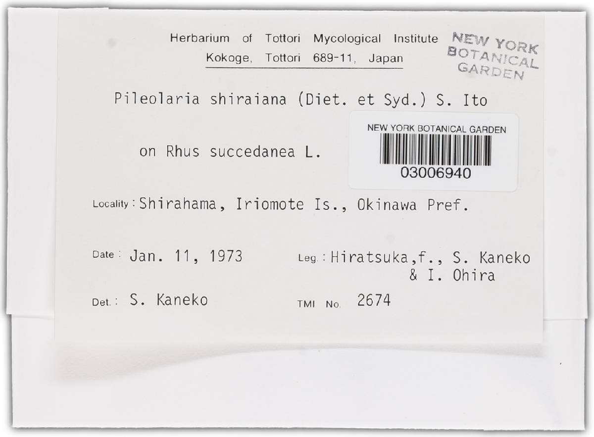 Pileolaria shiraiana image