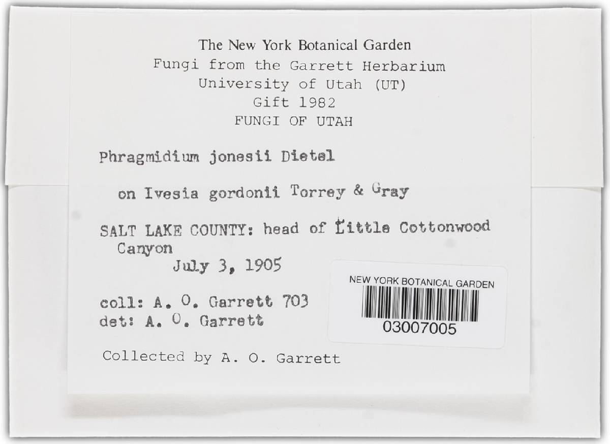 Phragmidium jonesii image