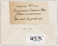 Phragmidium mucronatum image