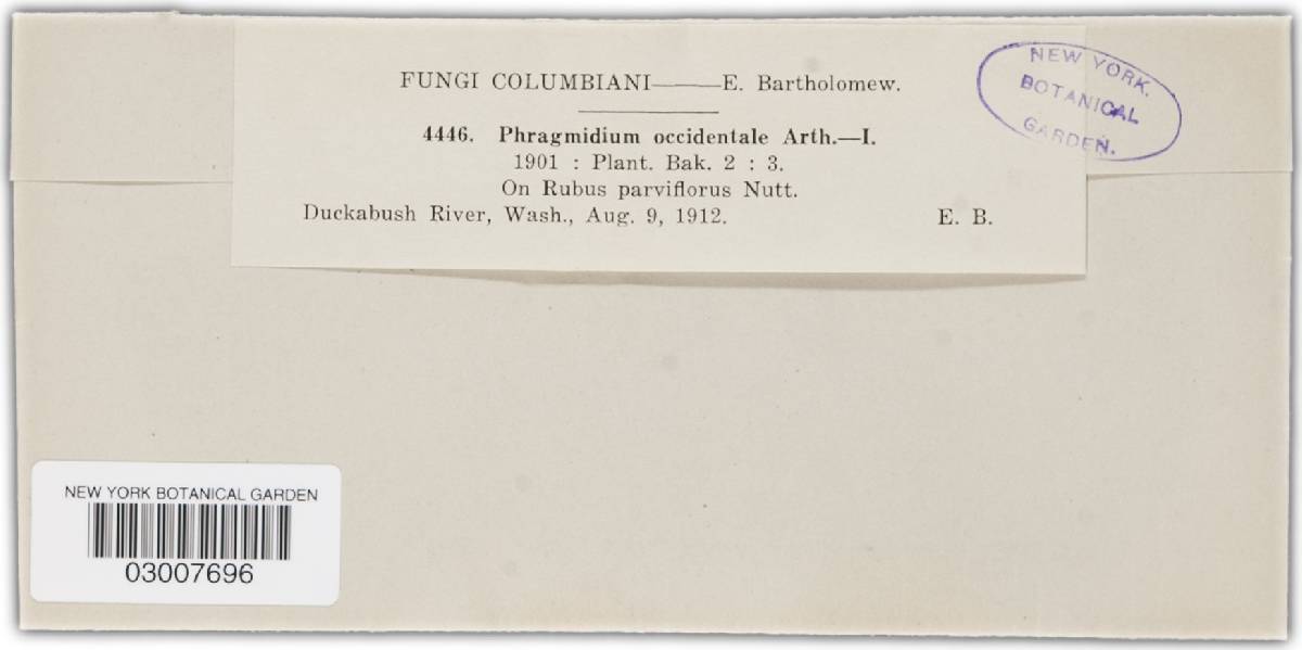 Phragmidium occidentale image