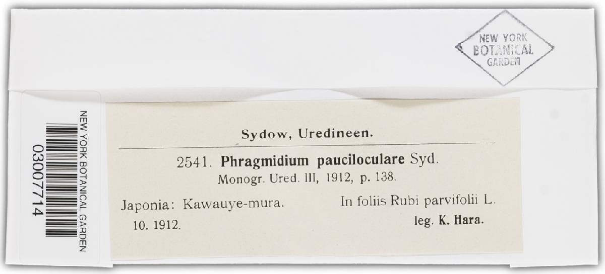 Phragmidium pauciloculare image