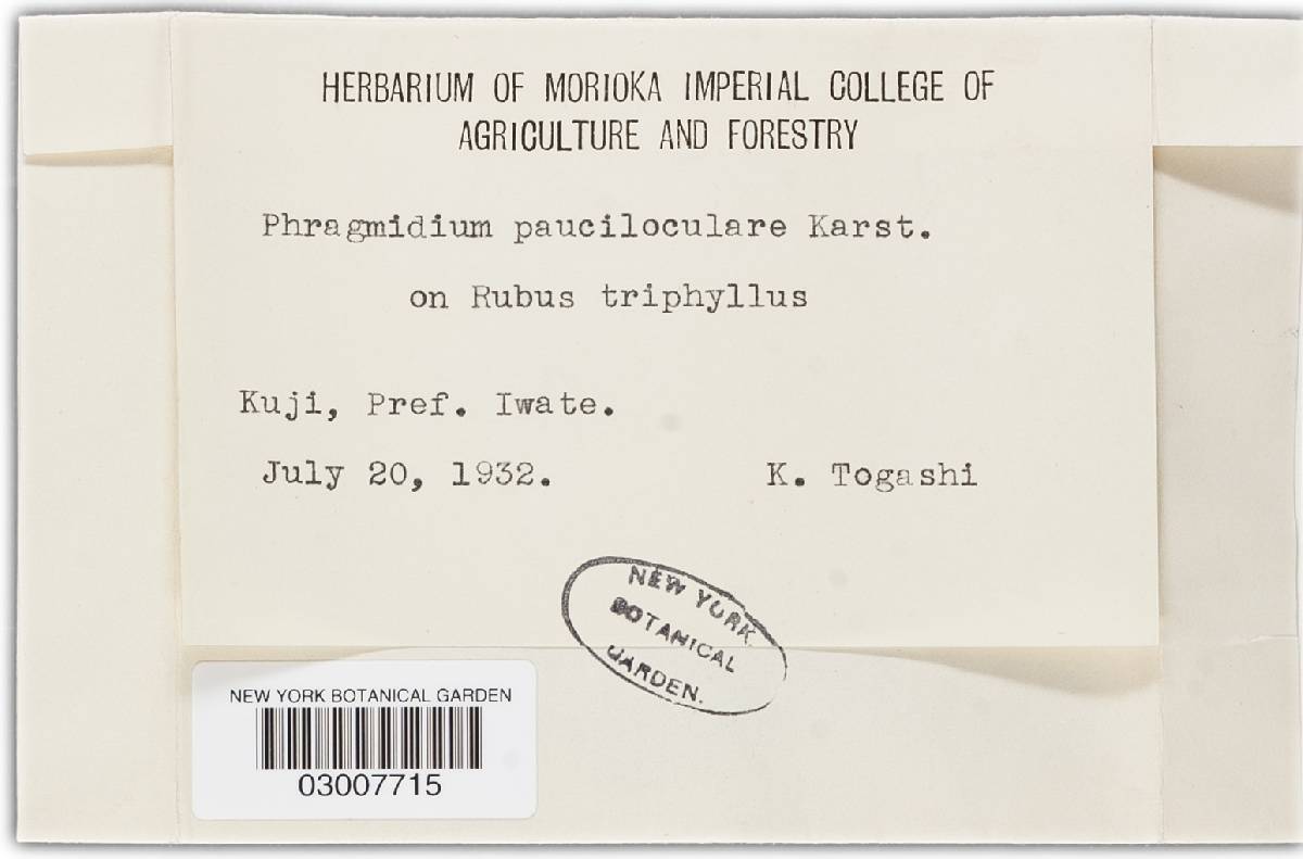 Phragmidium pauciloculare image