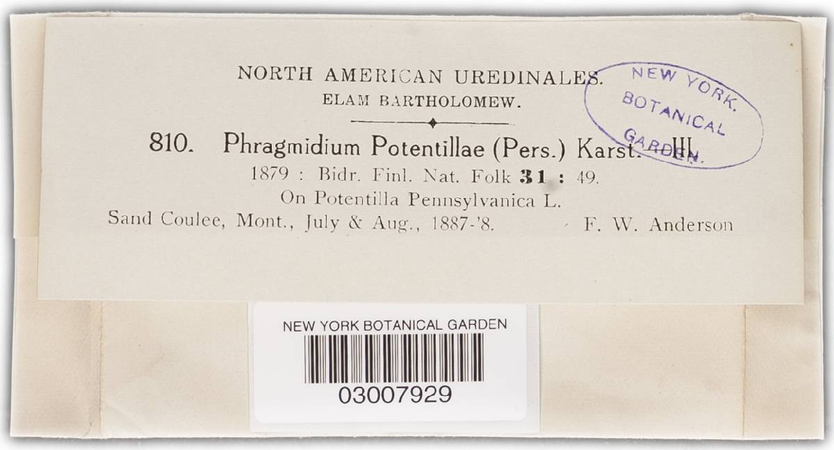 Phragmidium potentillae image