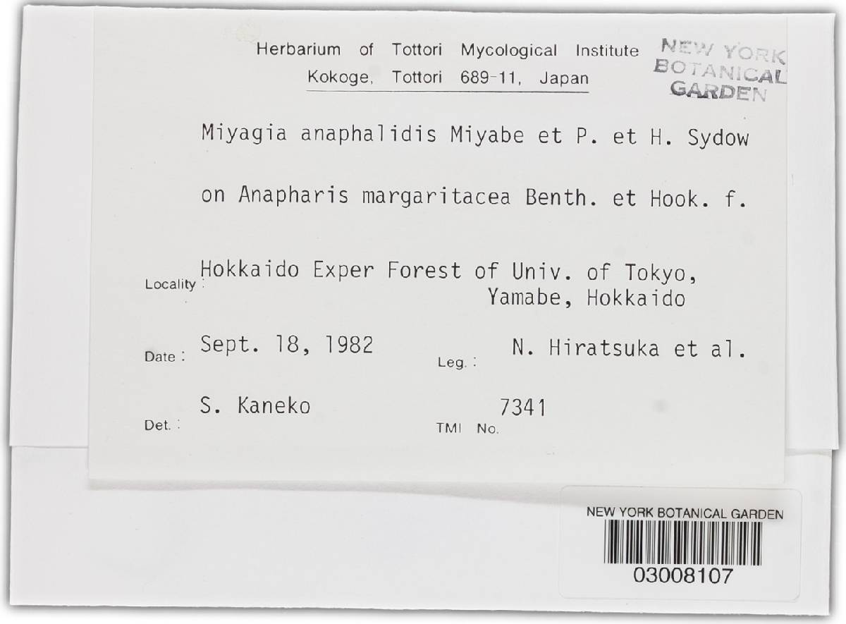 Miyagia anaphalidis image