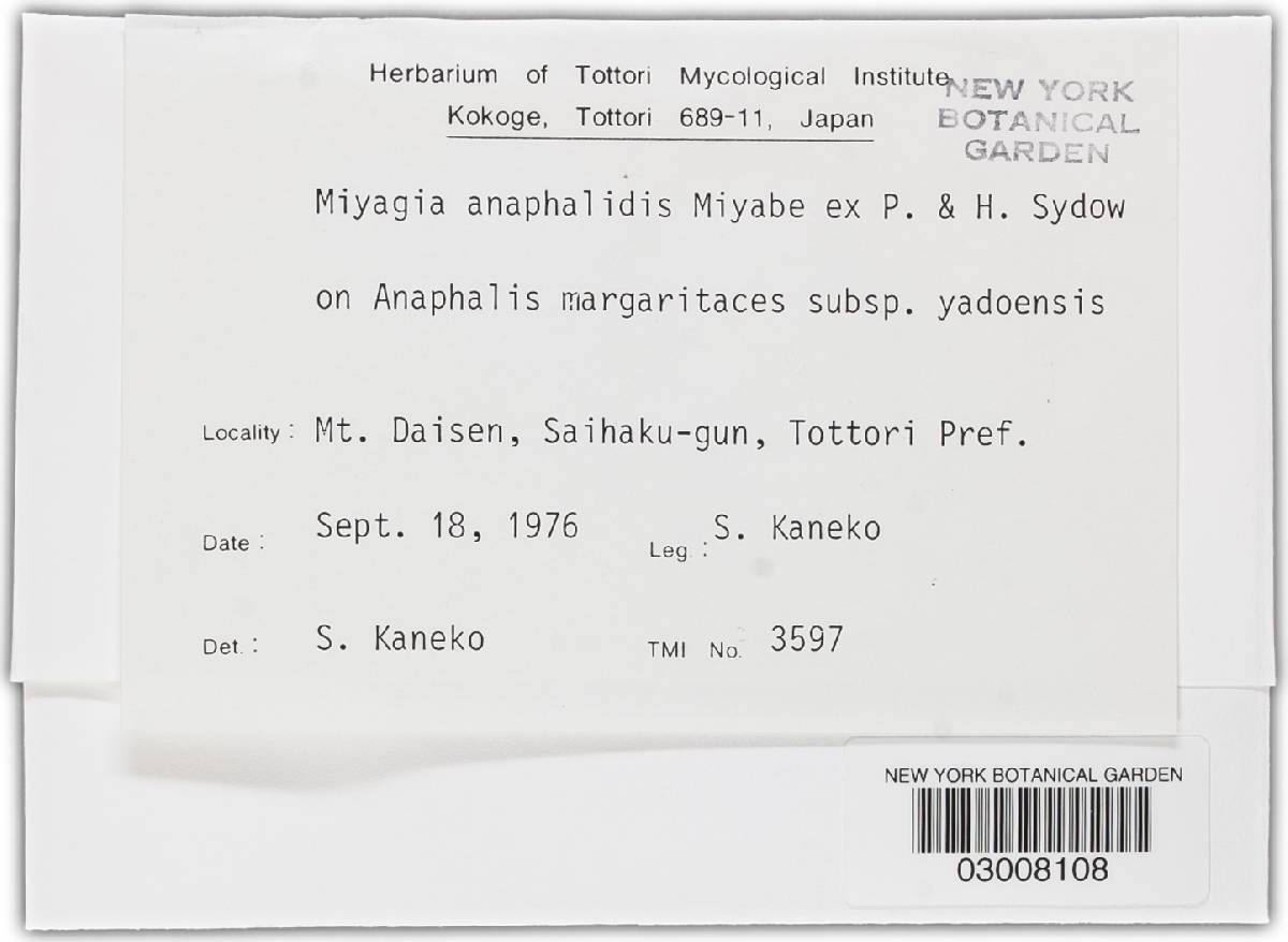 Miyagia anaphalidis image