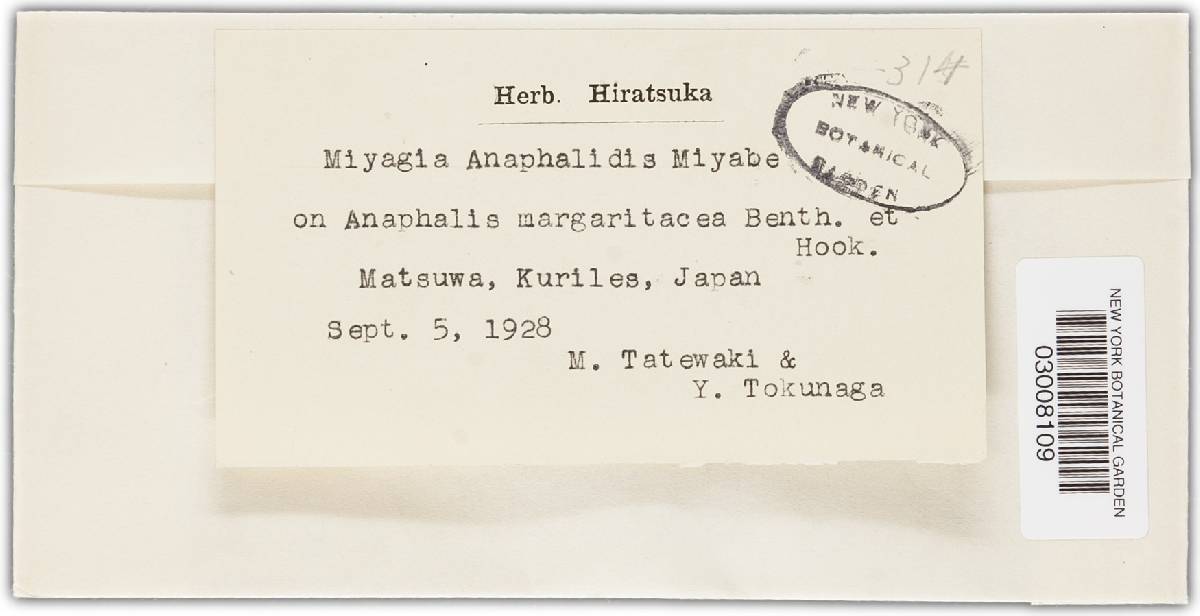 Miyagia anaphalidis image