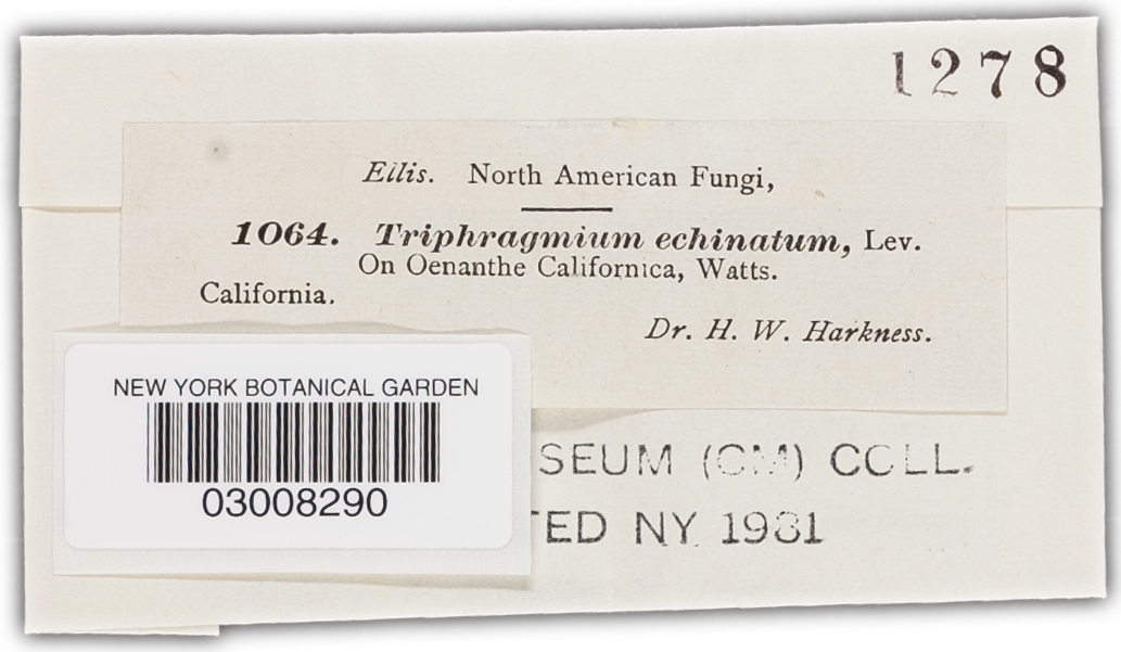 Nyssopsora echinata image
