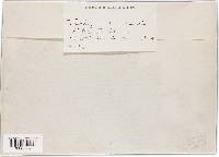 Nyssopsora echinata image