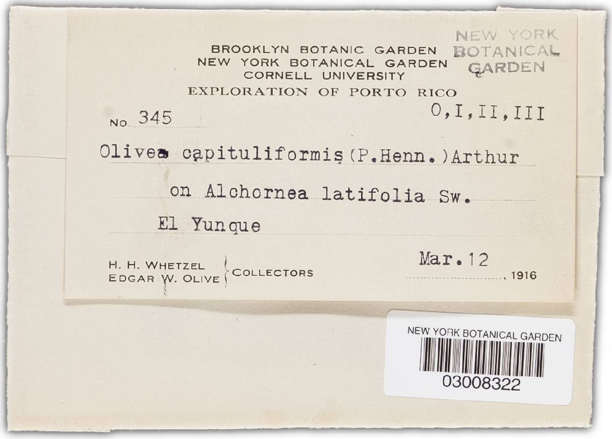 Olivea capituliformis image