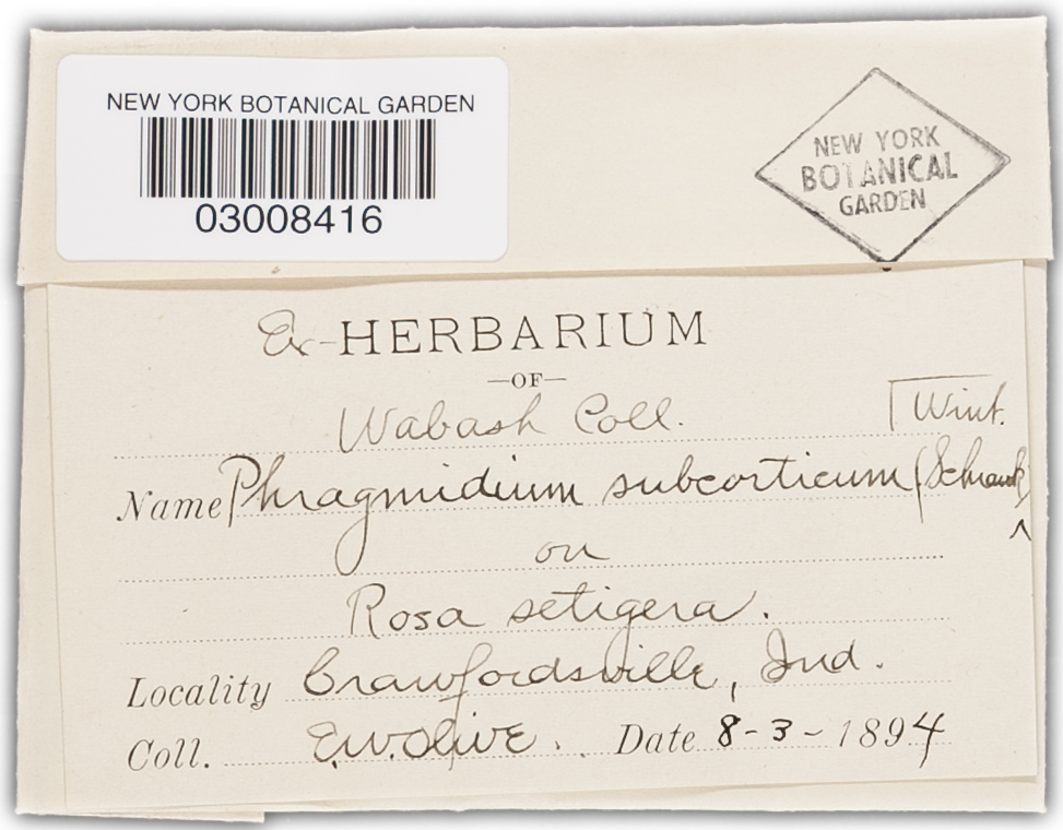 Phragmidium americanum image