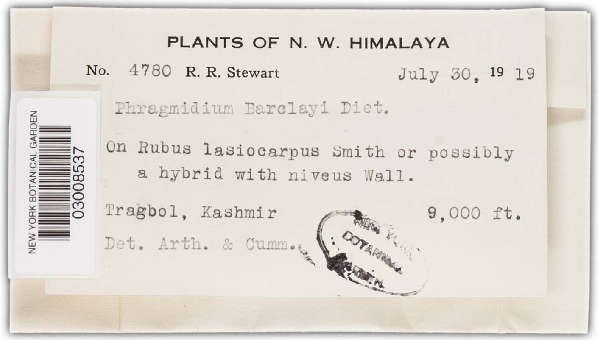 Phragmidium barclayi image