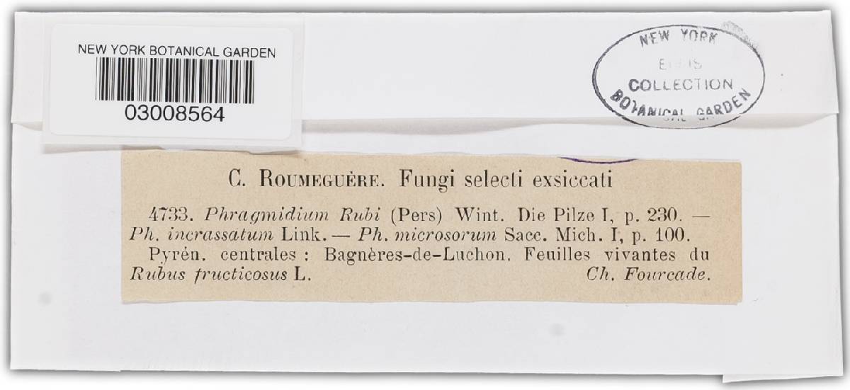 Phragmidium bulbosum image
