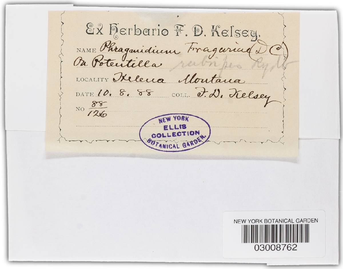 Phragmidium fragariae image