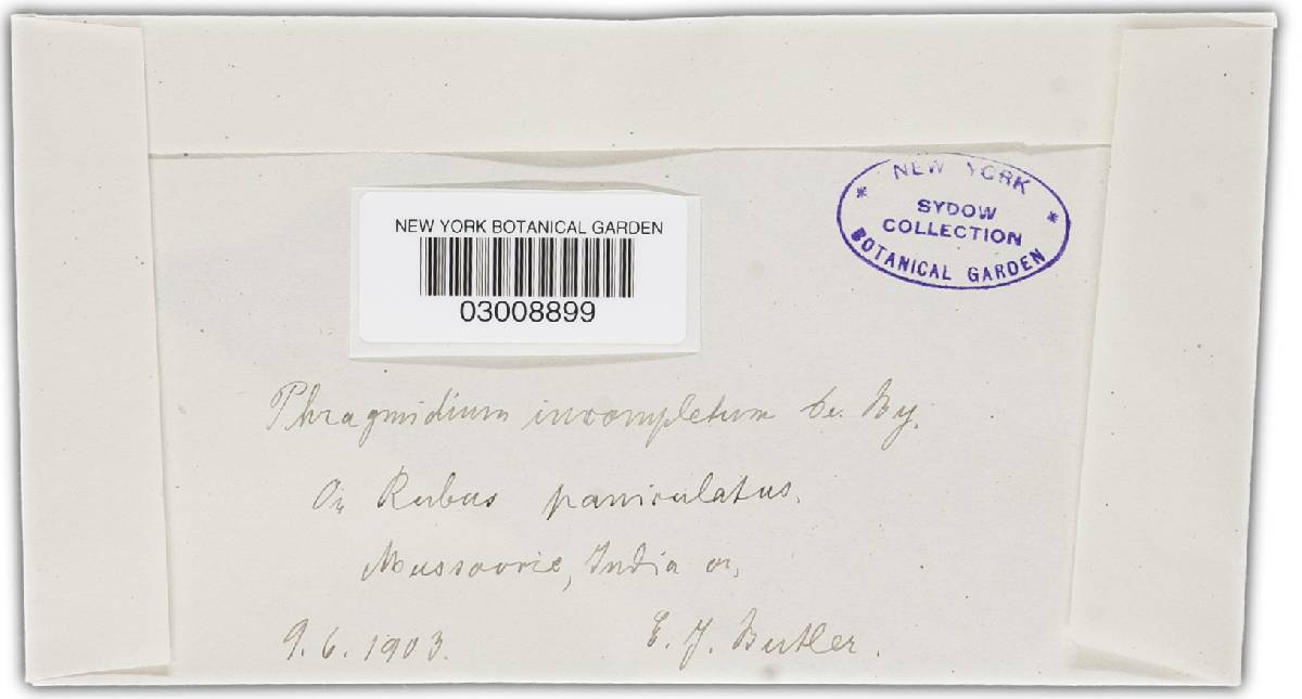 Phragmidium incompletum image
