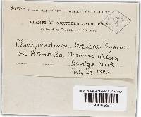 Phragmidium ivesiae image