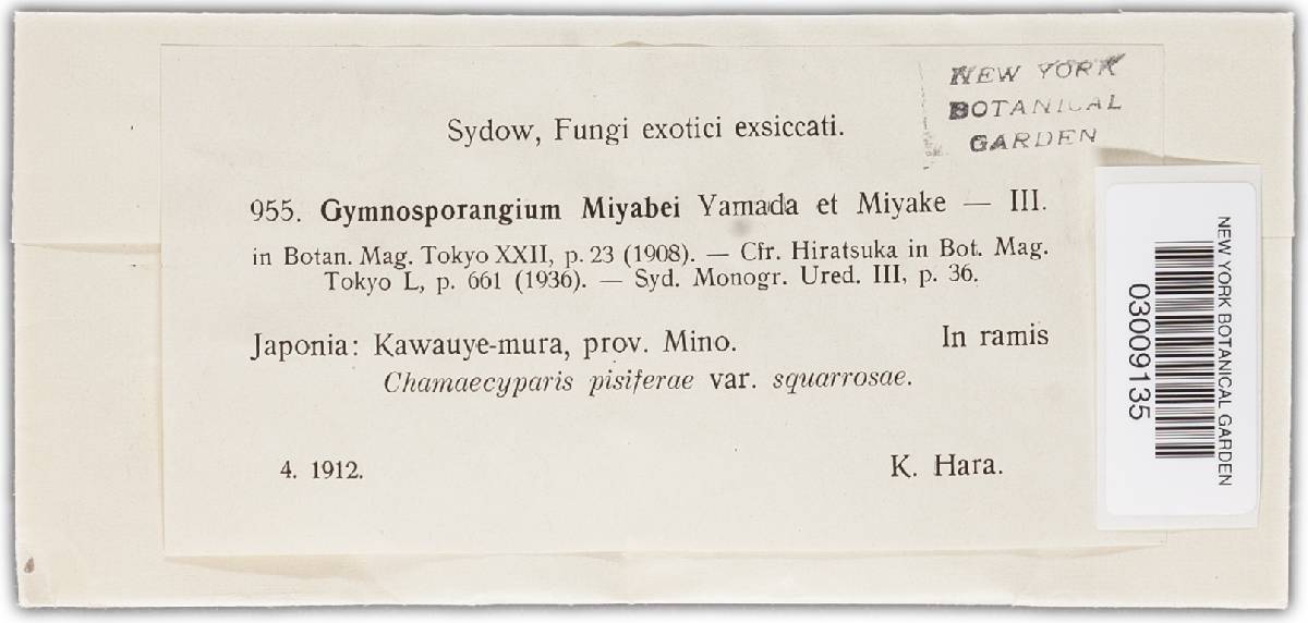 Gymnosporangium miyabei image