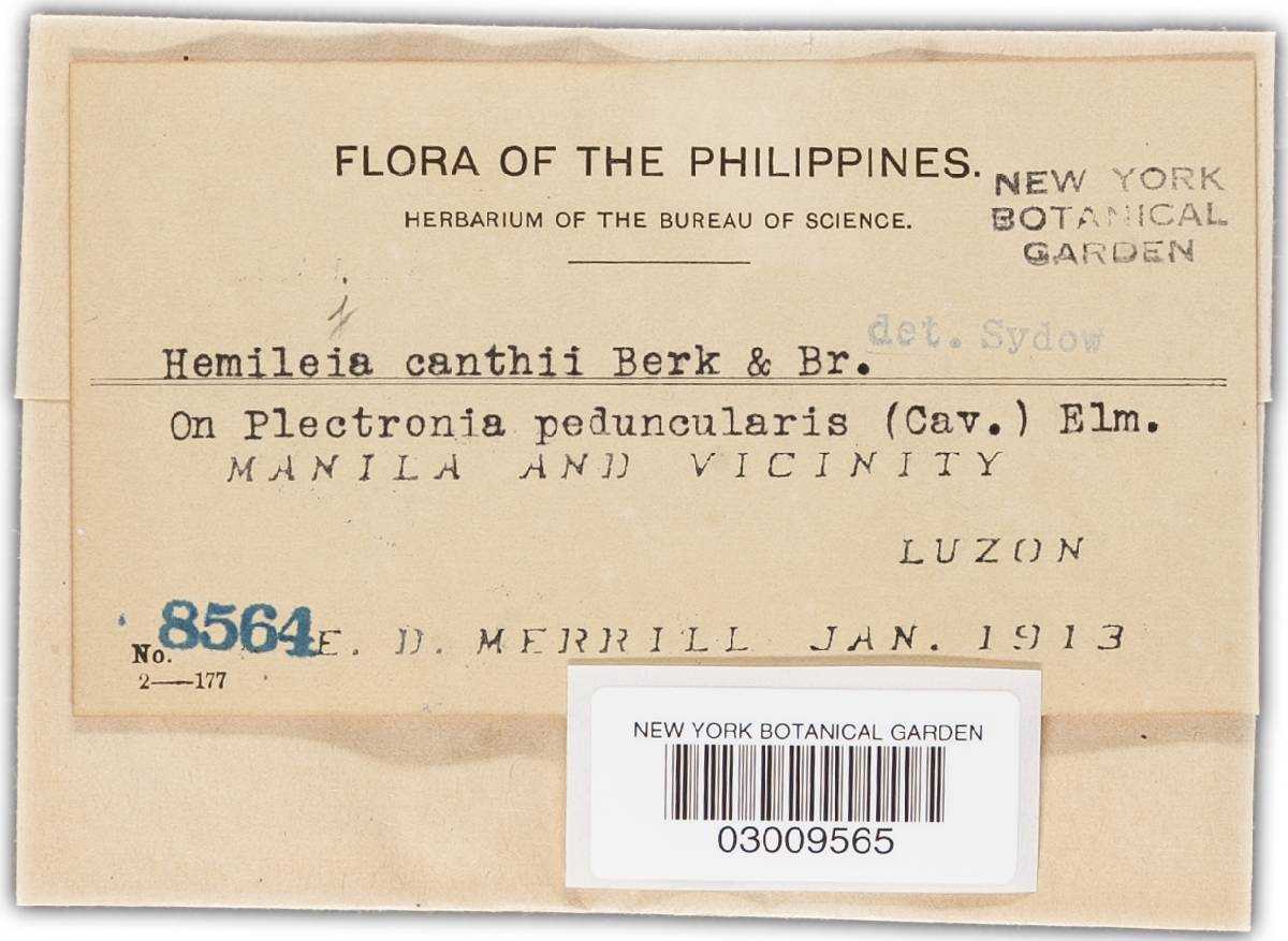 Hemileia canthii image