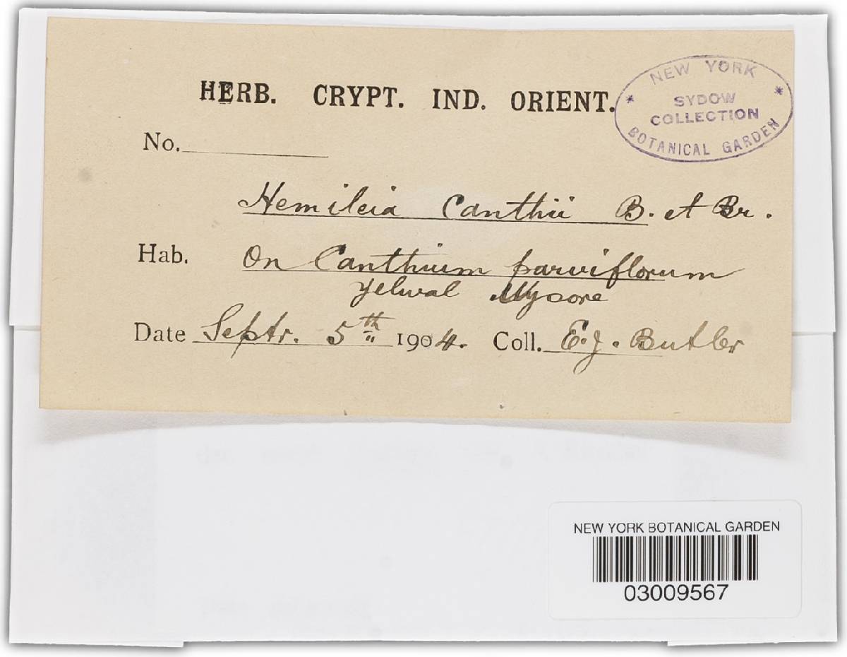 Hemileia canthii image