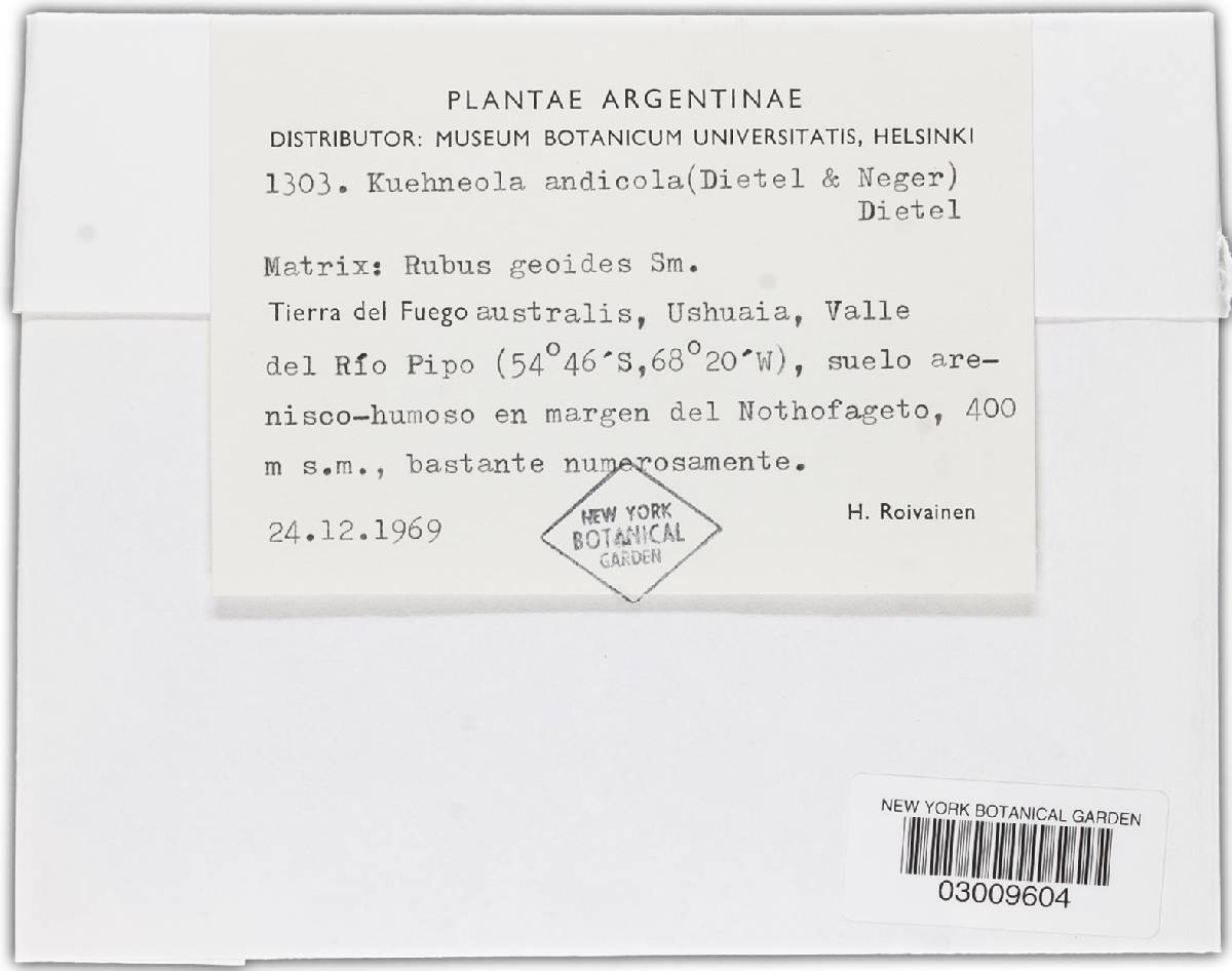 Kuehneola andicola image