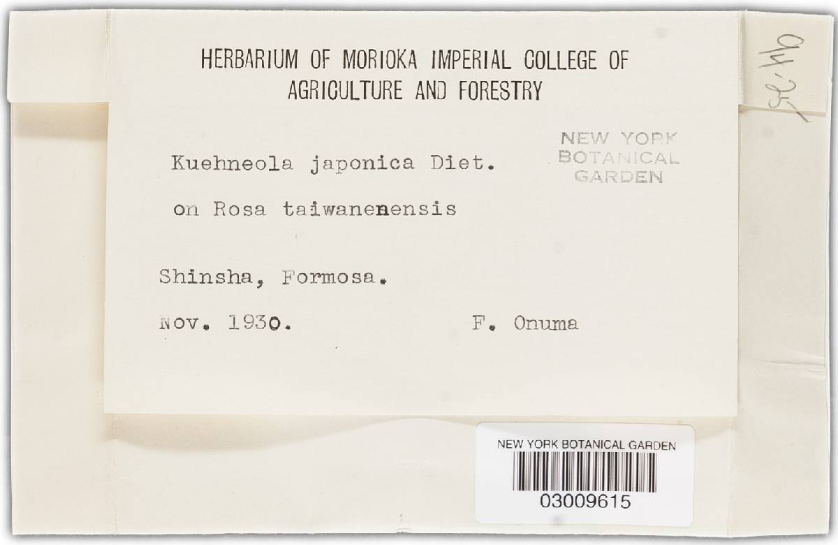 Kuehneola japonica image