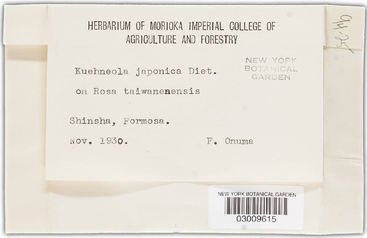 Kuehneola japonica image
